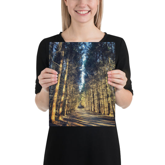 Tree Farm Trail Pine Tree Photo Poster Print Cuyahoga Valley National Park