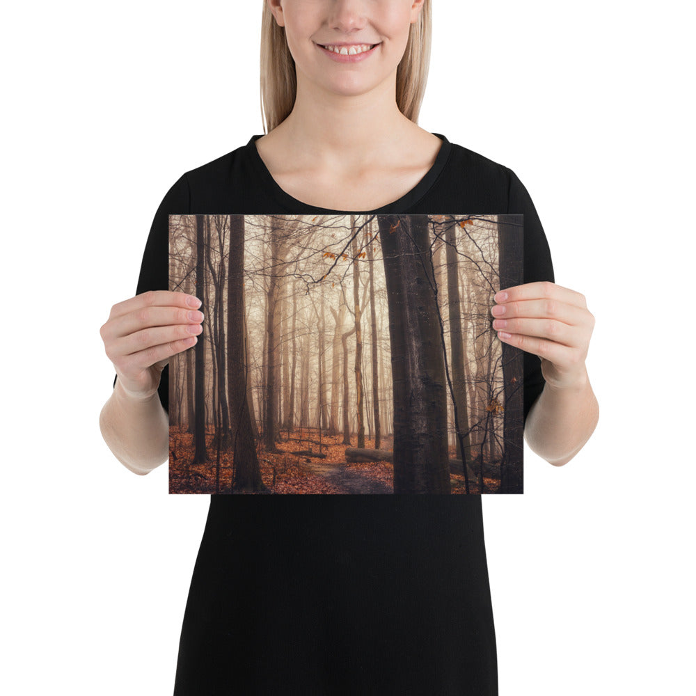 Foggy Forest Photo Image Hinckley Ohio Cleveland Metroparks Whipp's Ledges