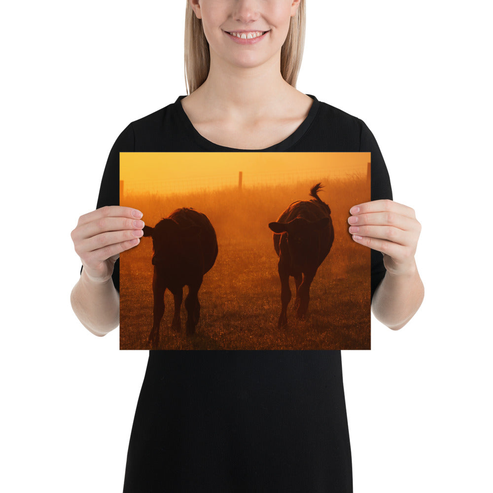 Amish Country Photo Cows in Ohio - Farm Sunrise Image