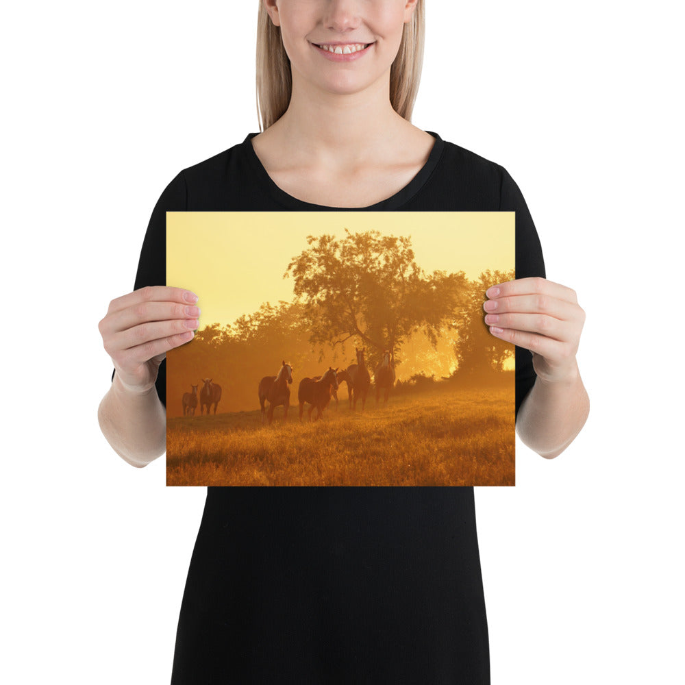 Amish Photos Ohio Farm Horses Sunrise Image