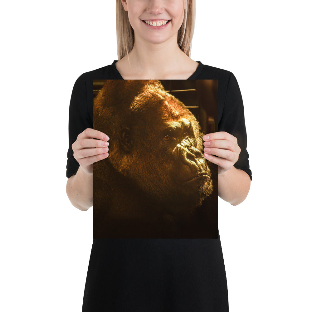 Silverback Gorilla Face Photo Picture