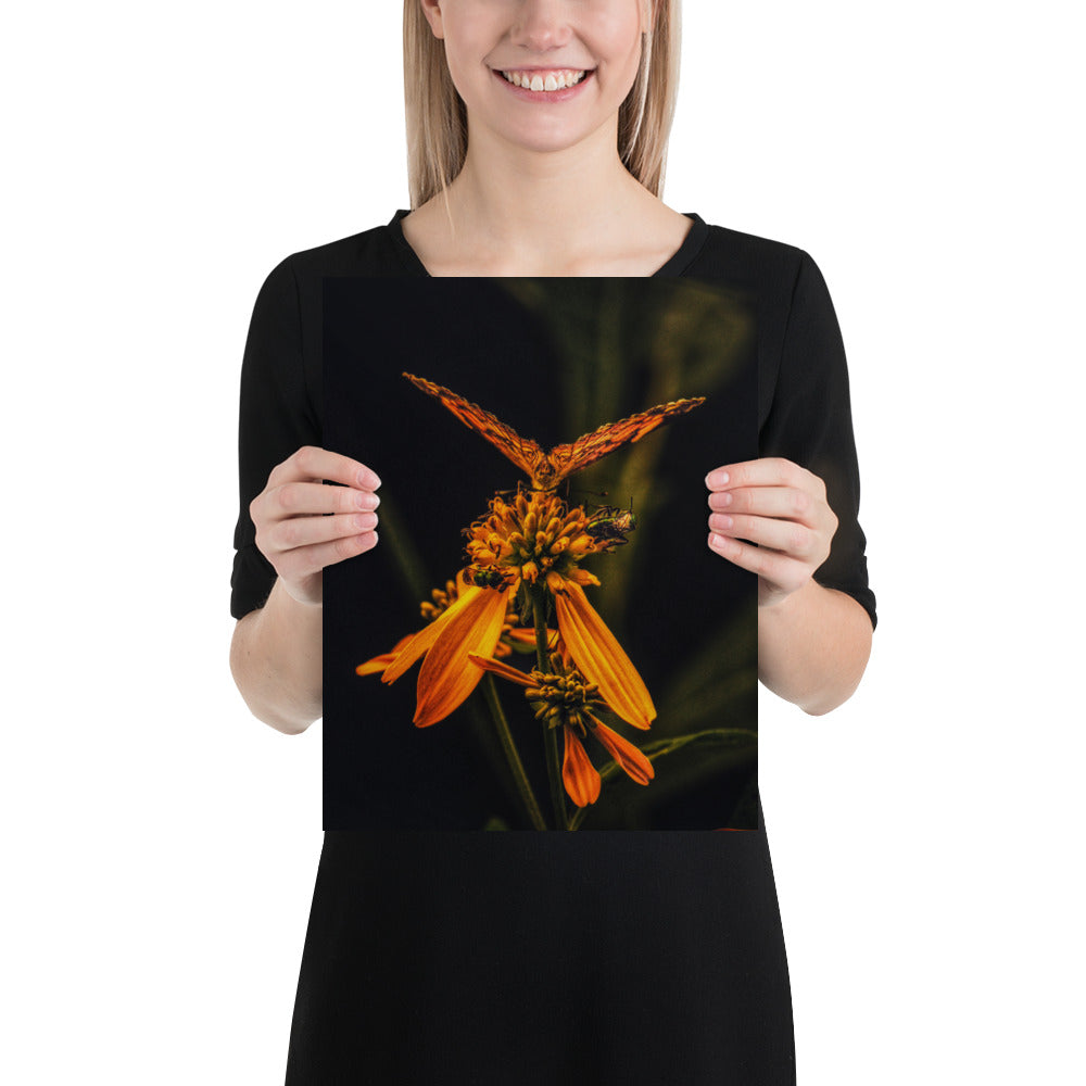 Photos of Monarch Butterflies Flower Butterfly Image