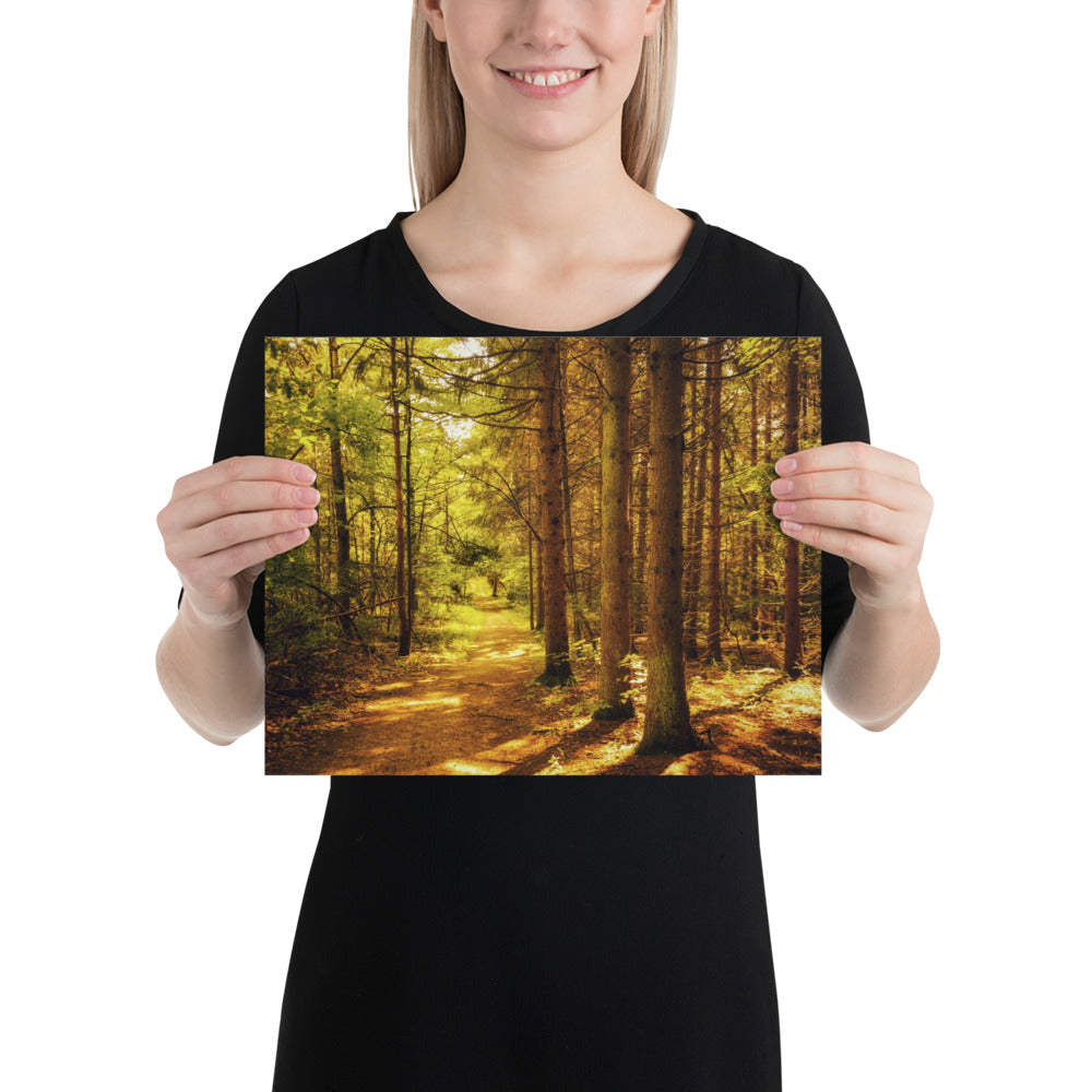 Forest Pine Tree Trail Photo