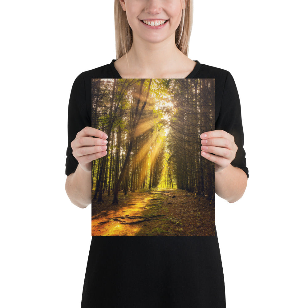 Forest Sunbeams Photo Pine Tree Image