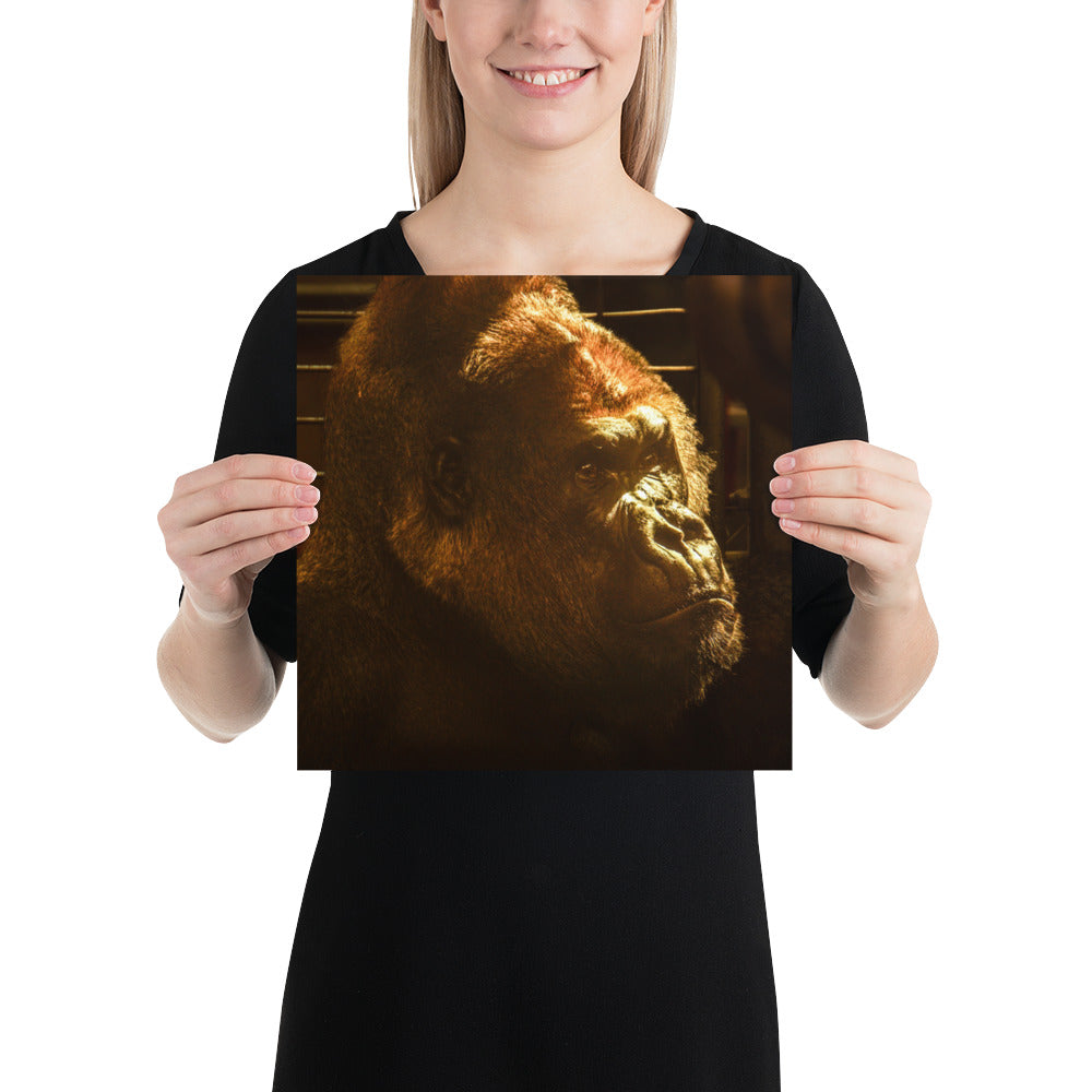 Silverback Gorilla Face Photo Picture