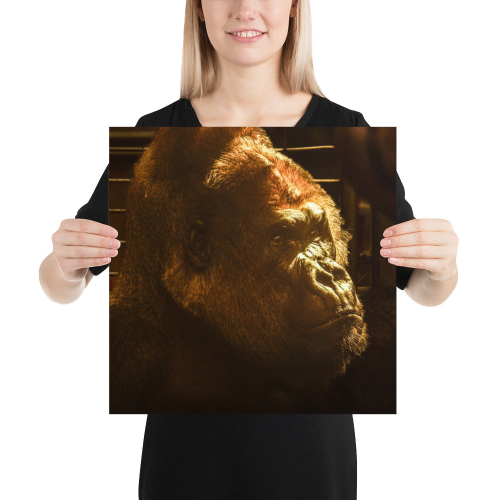 Silverback Gorilla Face Photo Picture