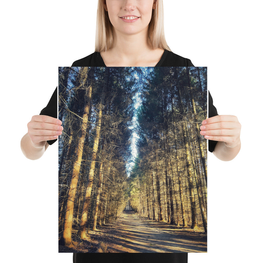 Tree Farm Trail Pine Tree Photo Poster Print Cuyahoga Valley National Park