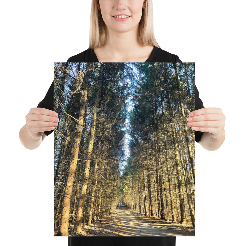 Tree Farm Trail Pine Tree Photo Poster Print Cuyahoga Valley National Park