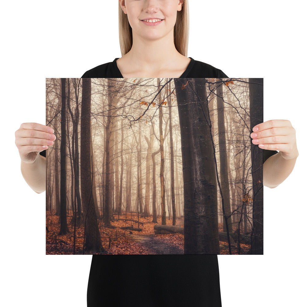 Foggy Forest Photo Image Hinckley Ohio Cleveland Metroparks Whipp's Ledges