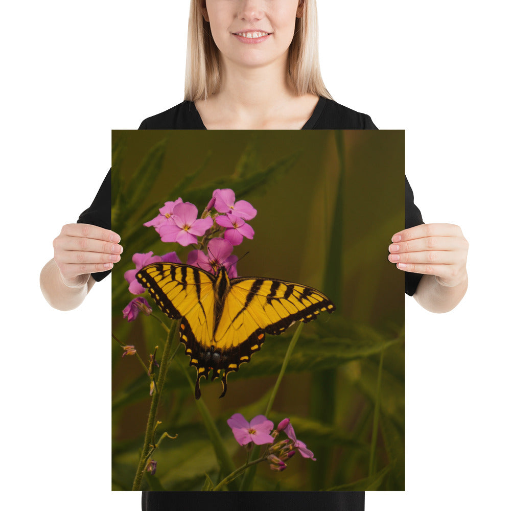Monarch Photograph Butterfly Flower Photo Nymphalidae Image Wall Decor Print