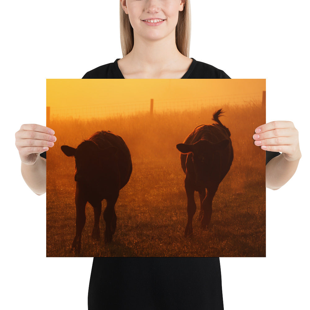 Amish Country Photo Cows in Ohio - Farm Sunrise Image