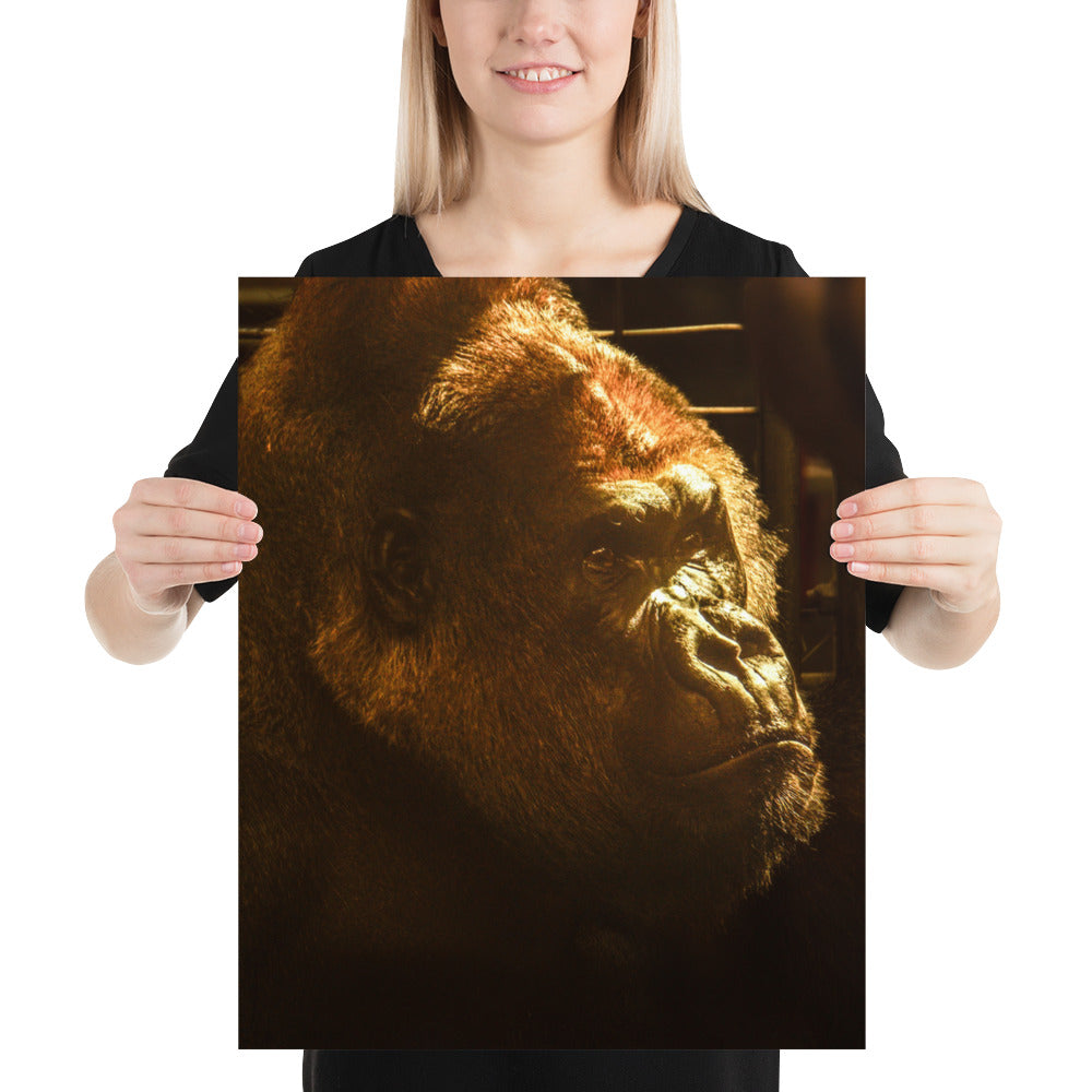 Silverback Gorilla Face Photo Picture