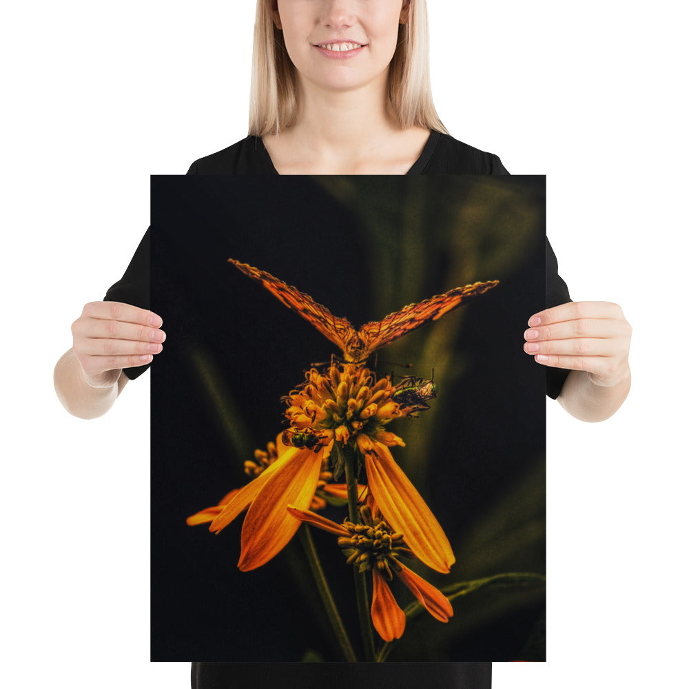 Photos of Monarch Butterflies Flower Butterfly Image
