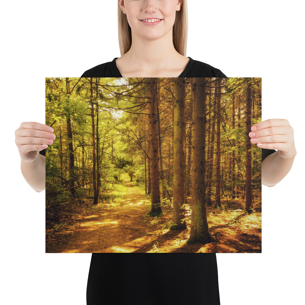 Forest Pine Tree Trail Photo