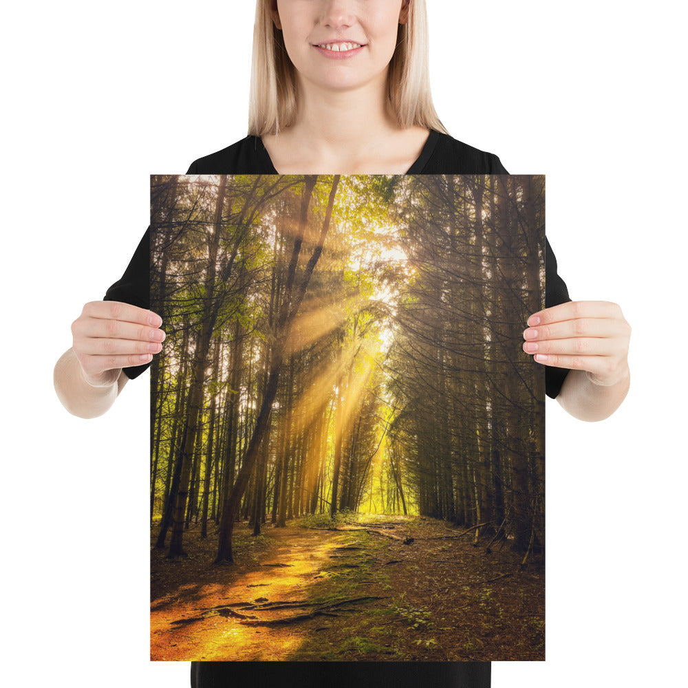 Forest Sunbeams Photo Pine Tree Image