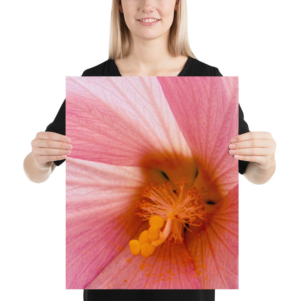 Pink Flower Photo Image Yellow Pollen