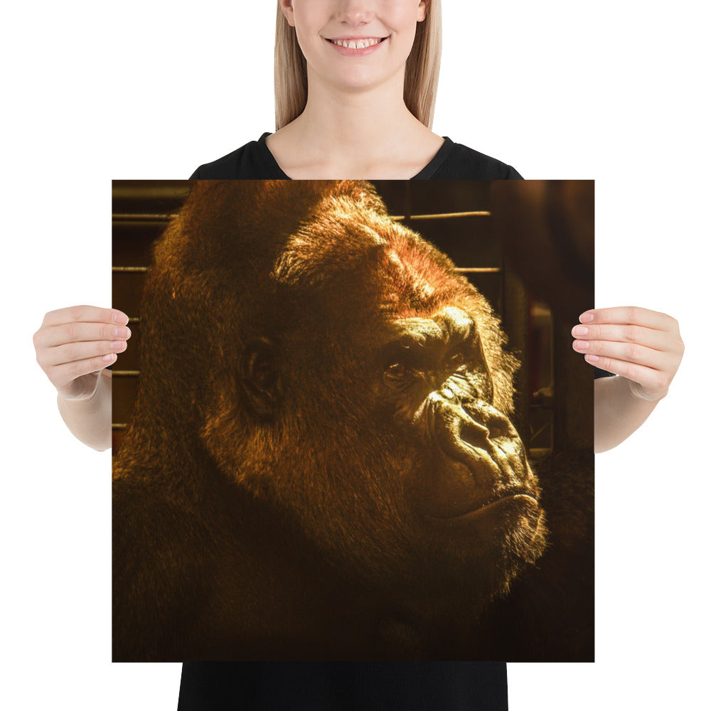 Silverback Gorilla Face Photo Picture