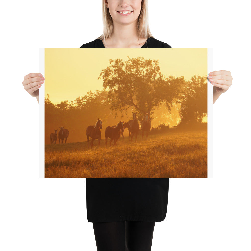 Amish Photos Ohio Farm Horses Sunrise Image