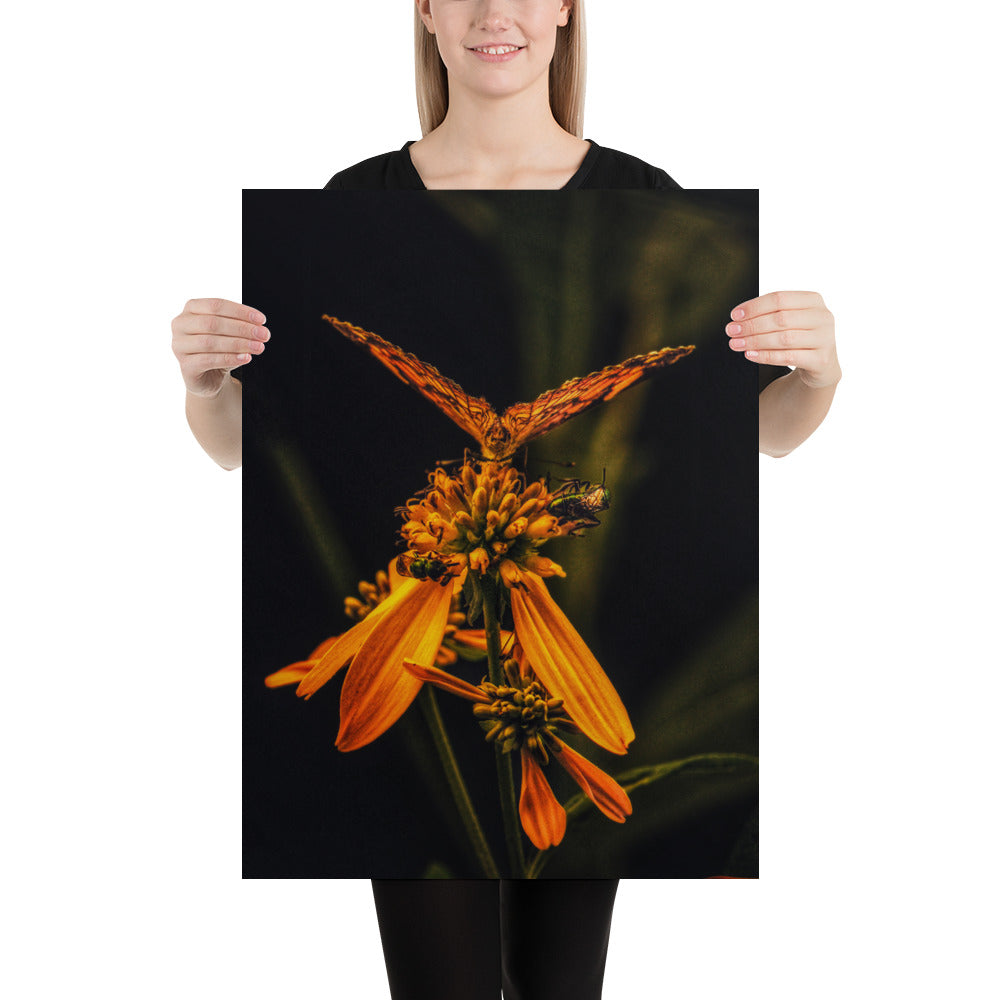 Photos of Monarch Butterflies Flower Butterfly Image