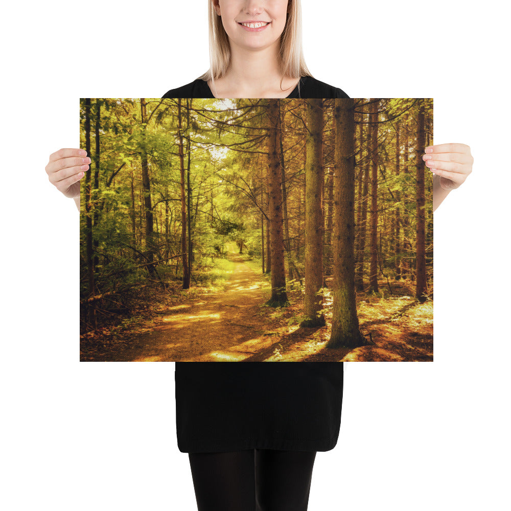 Forest Pine Tree Trail Photo