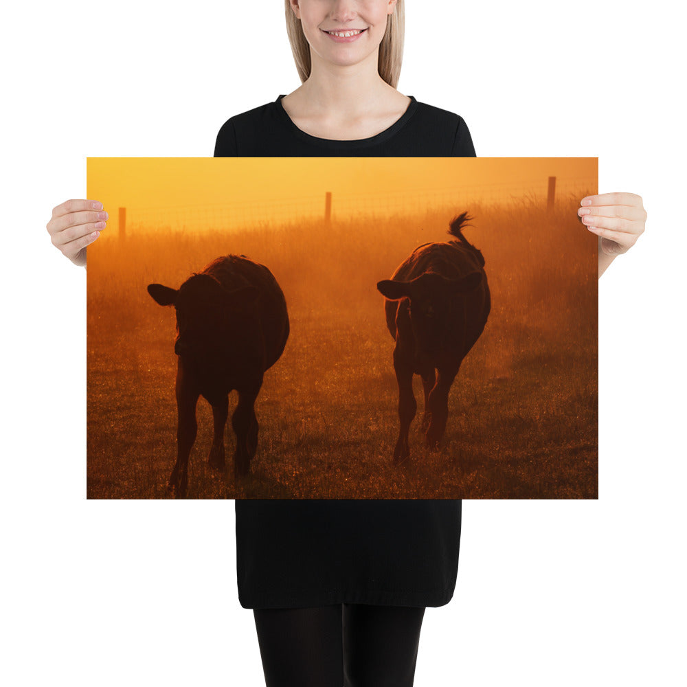 Amish Country Photo Cows in Ohio - Farm Sunrise Image
