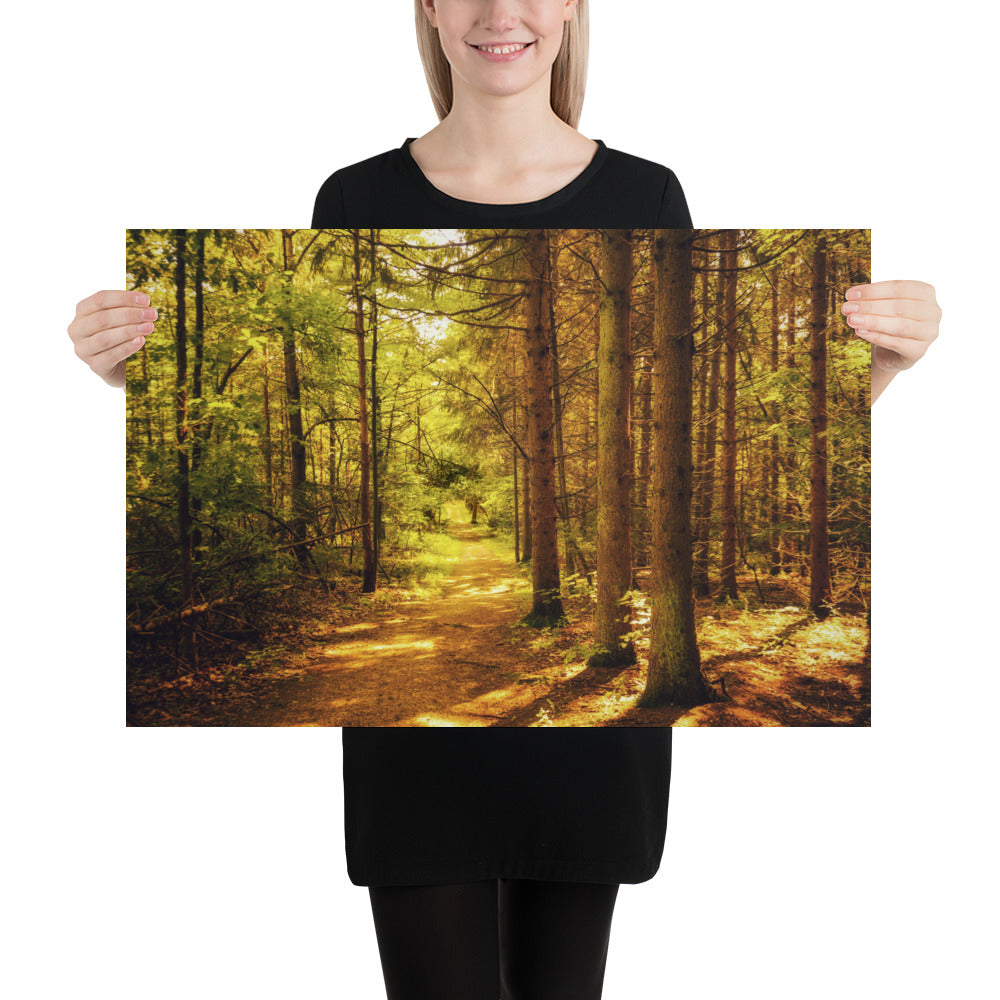 Forest Pine Tree Trail Photo