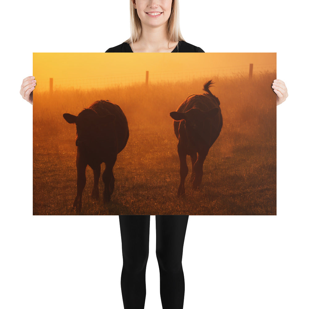 Amish Country Photo Cows in Ohio - Farm Sunrise Image