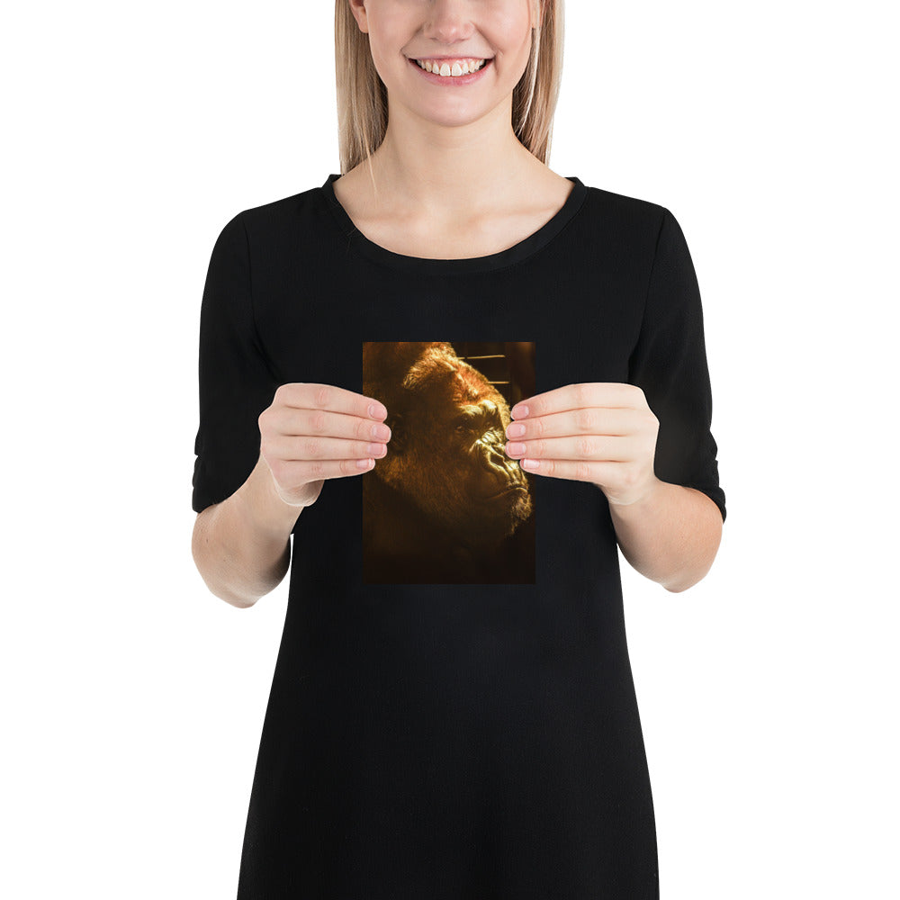 Silverback Gorilla Face Photo Picture