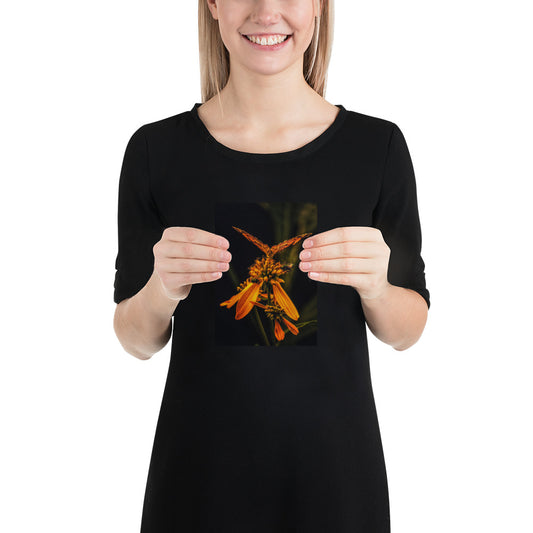 Photos of Monarch Butterflies Flower Butterfly Image