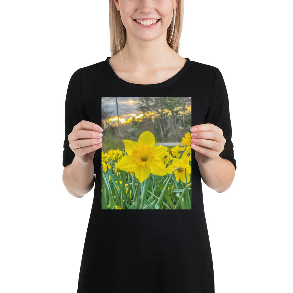 Daffodil Flower Photo Print Spring Image Wall Fine Art at Sunset