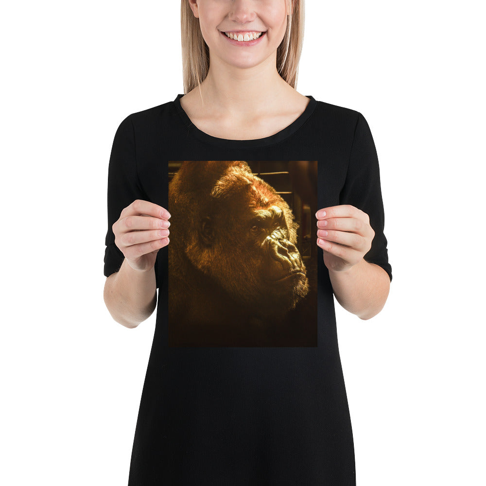Silverback Gorilla Face Photo Picture