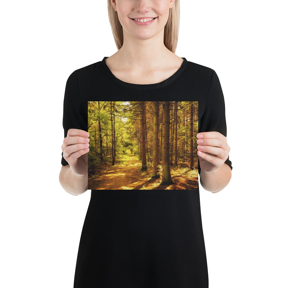 Forest Pine Tree Trail Photo