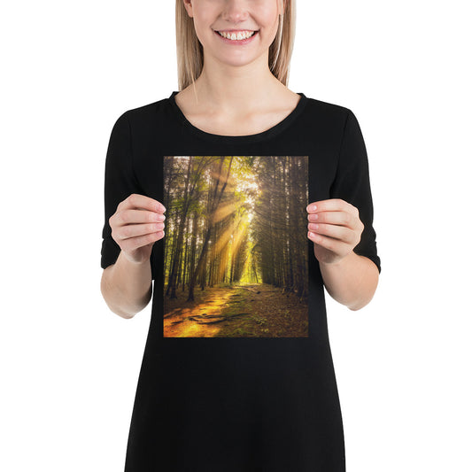 Forest Sunbeams Photo Pine Tree Image