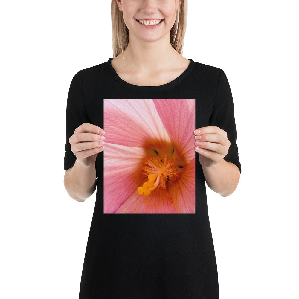 Pink Flower Photo Image Yellow Pollen