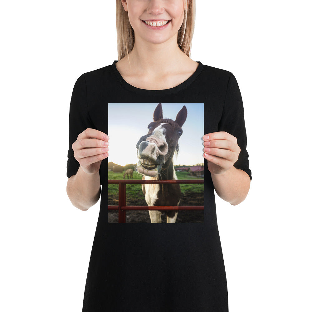 Funny Horse Teeth Face Photo Farm Image