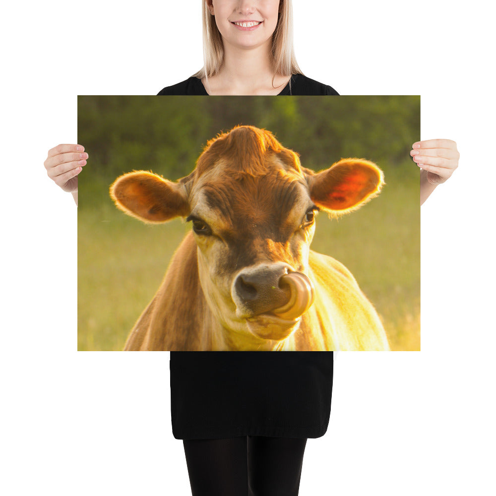 Funny Cow Face Photos Gifts and Images
