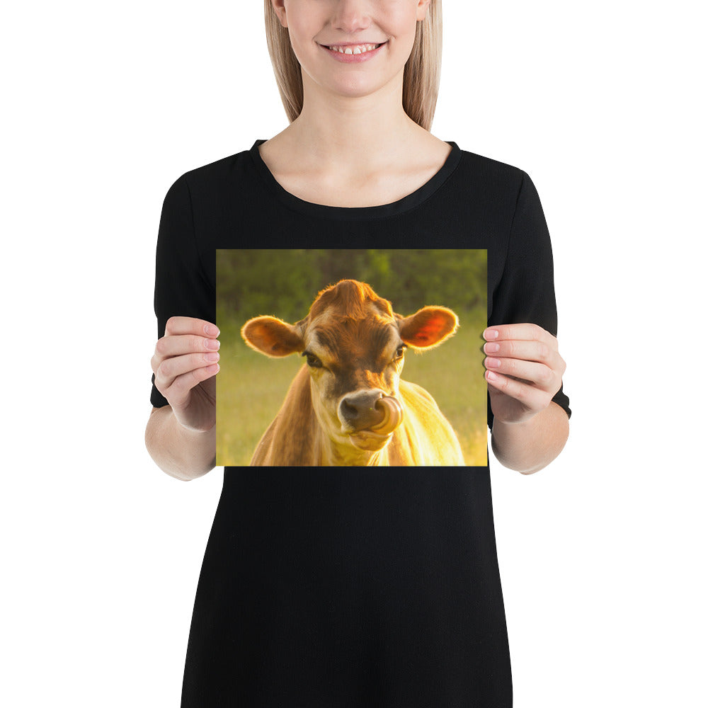 Funny Cow Face Photos Gifts and Images