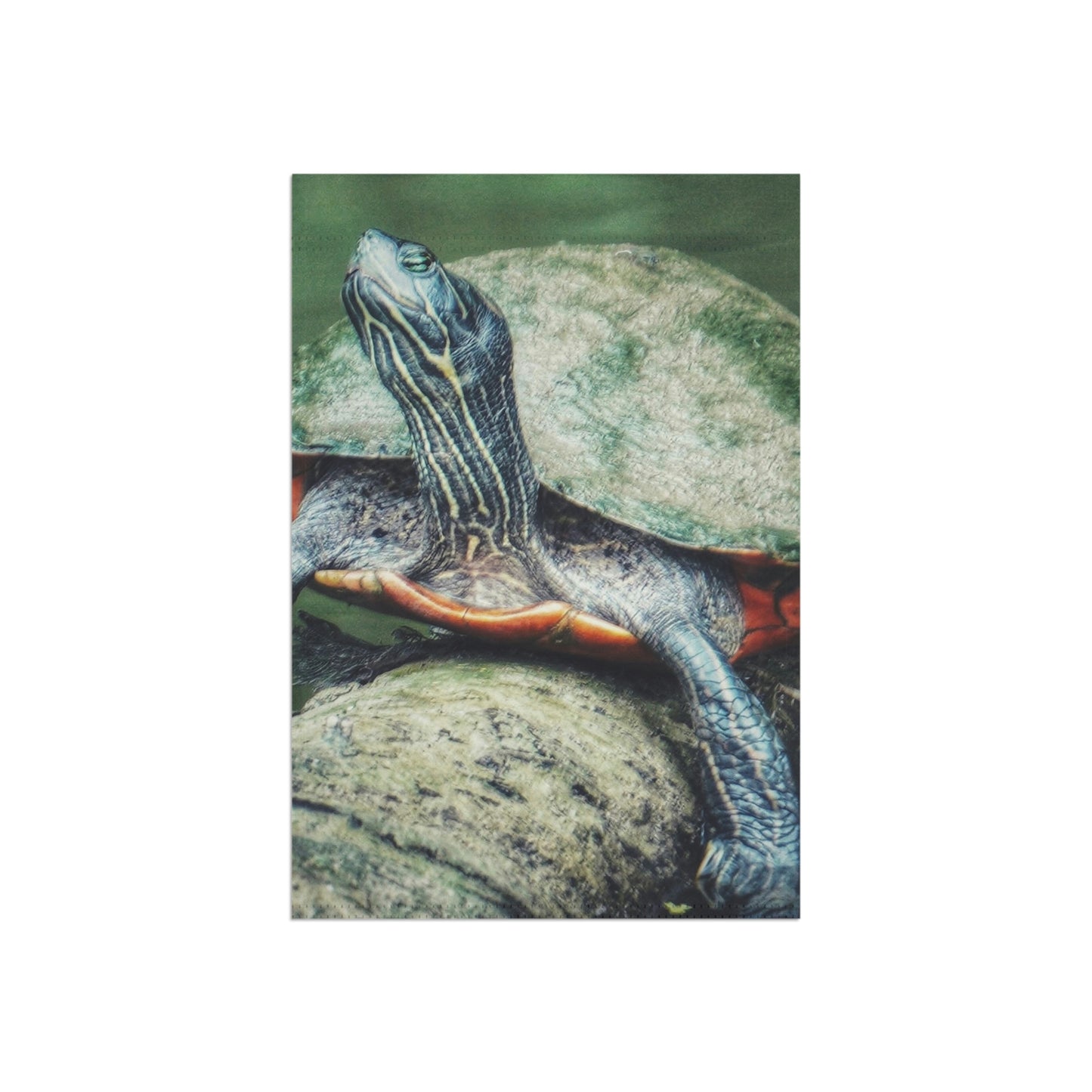 Turtle Enjoying the Sun
