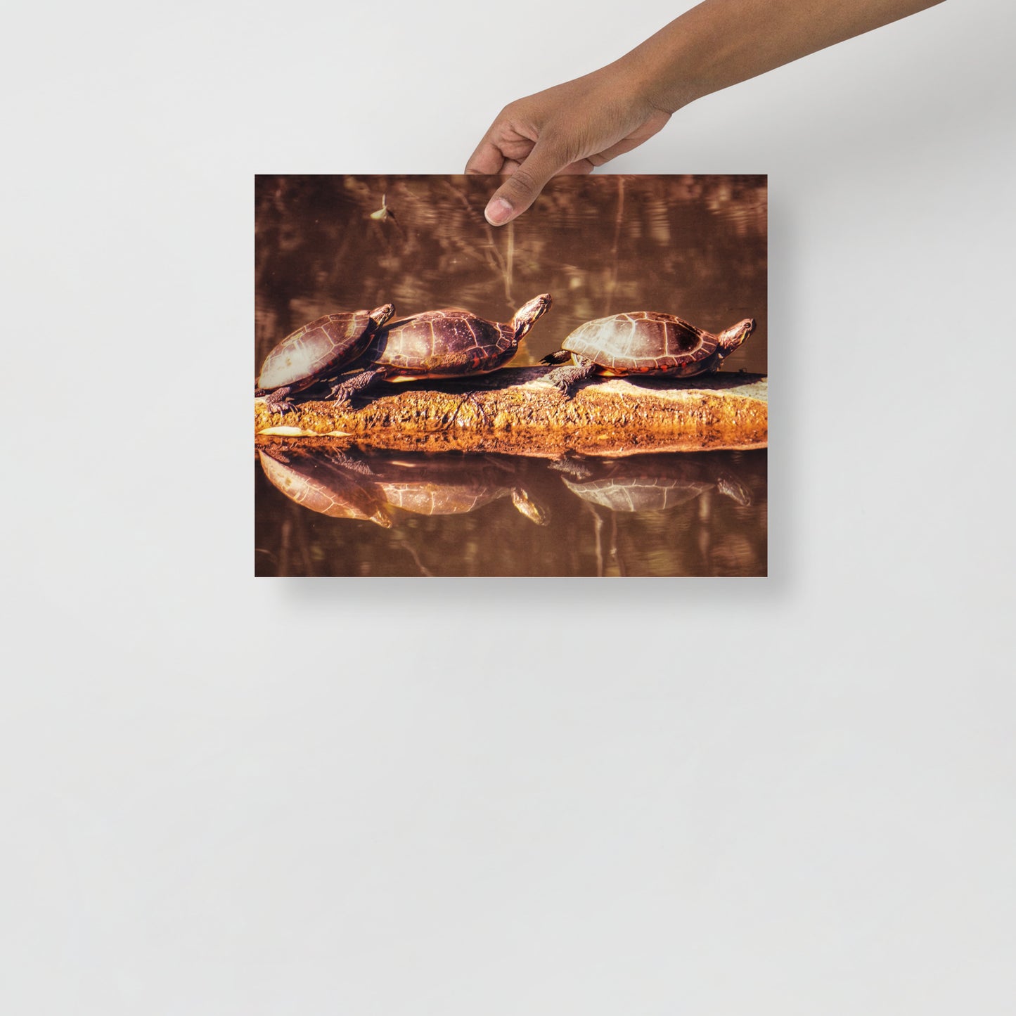 Gift a Picture: 3 Turtle Print