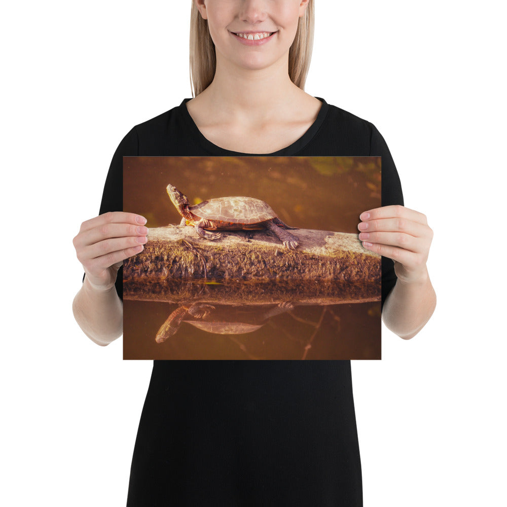 Fun in the Sun Turtle Print