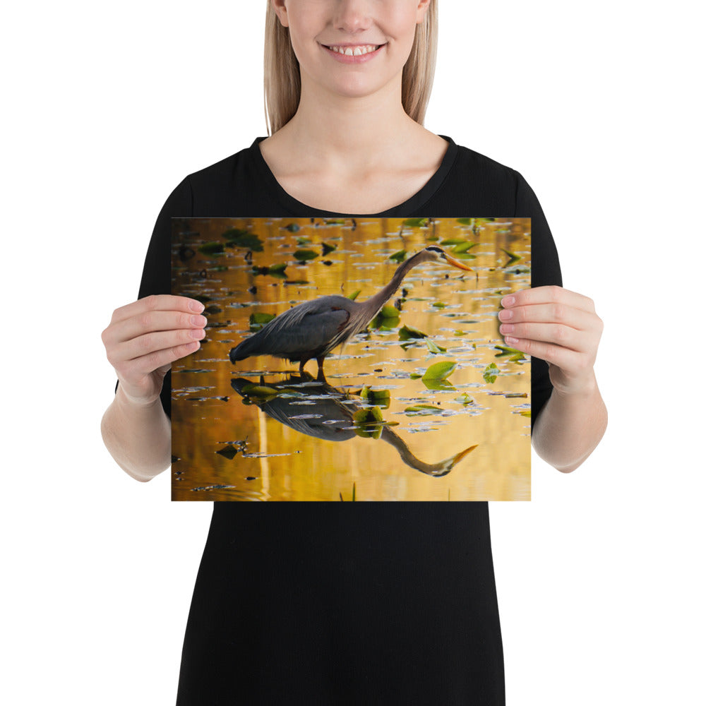 14x11 Blue Heron Photo Print Gift