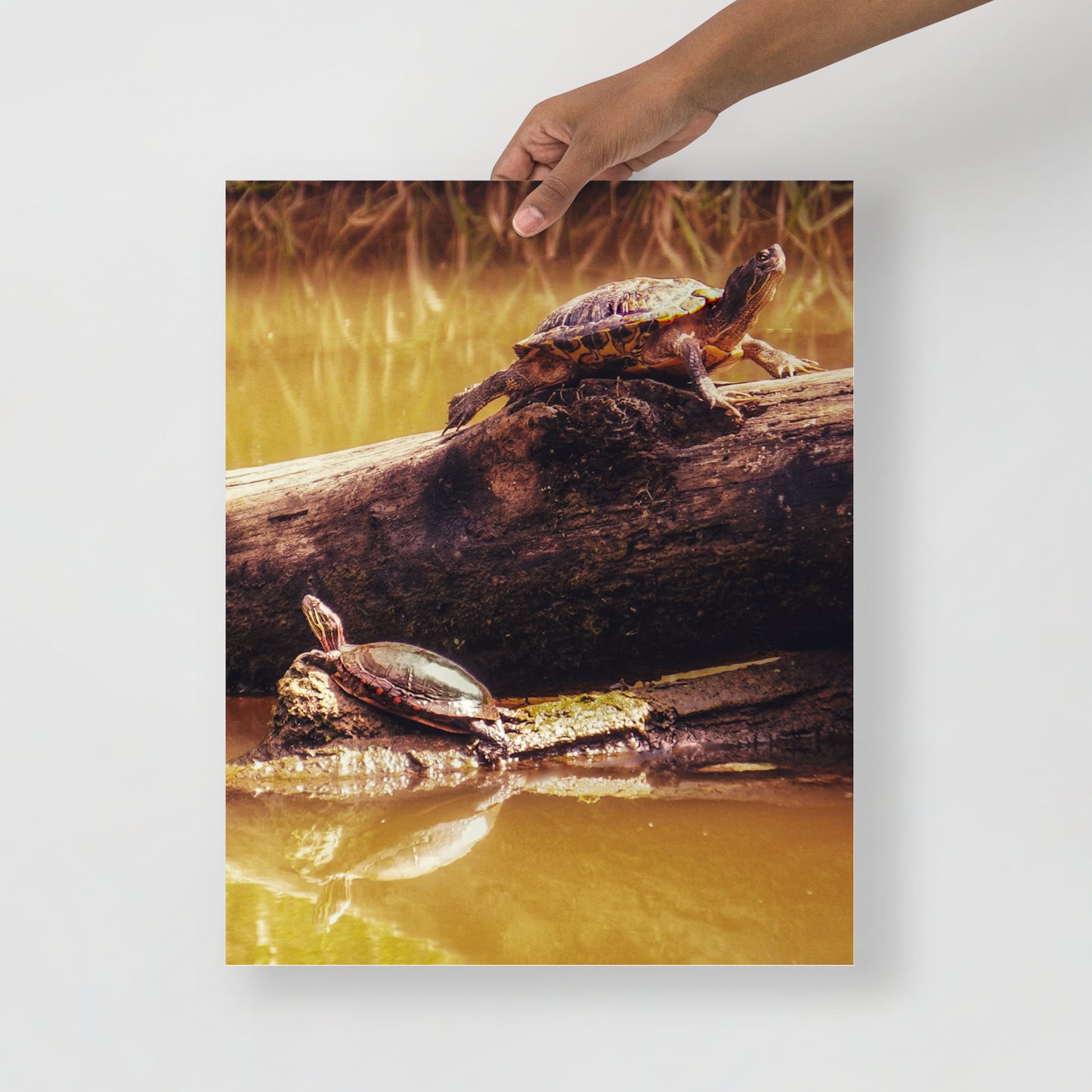 Unique Turtle Gift Ideas for Her or Him - Photo