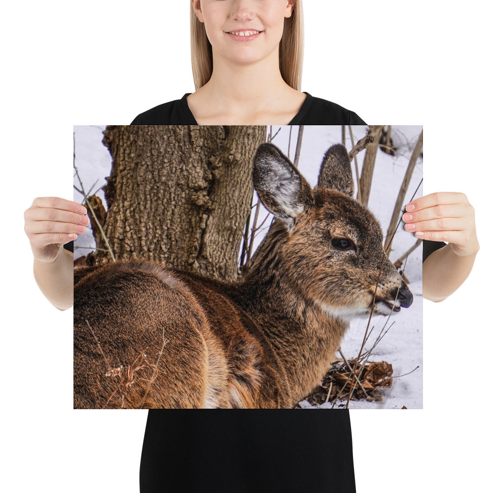 Deer Photo Gift