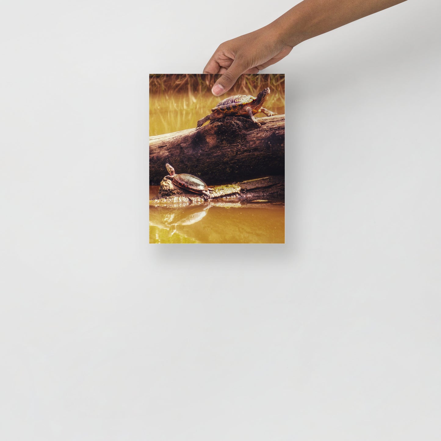 Unique Turtle Gift Ideas for Her or Him - Photo