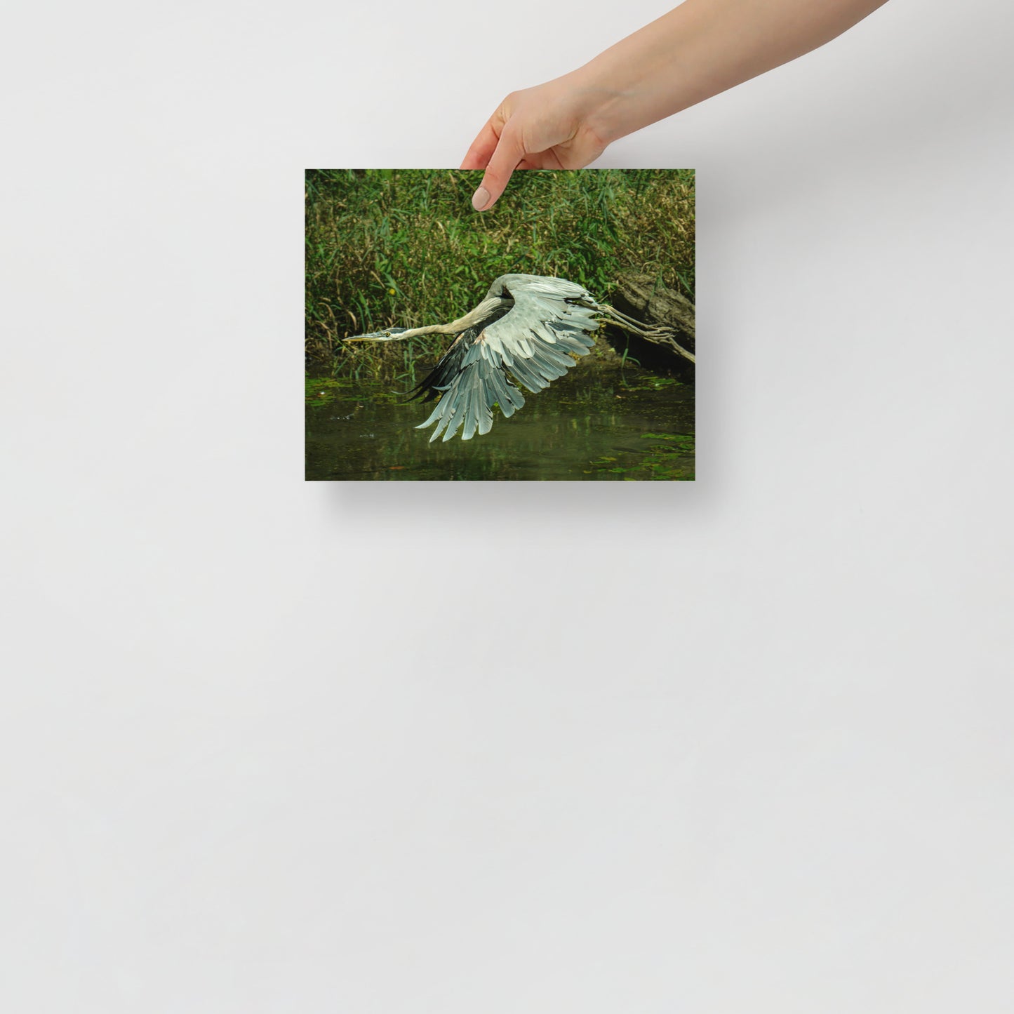 Gliding Heron Print