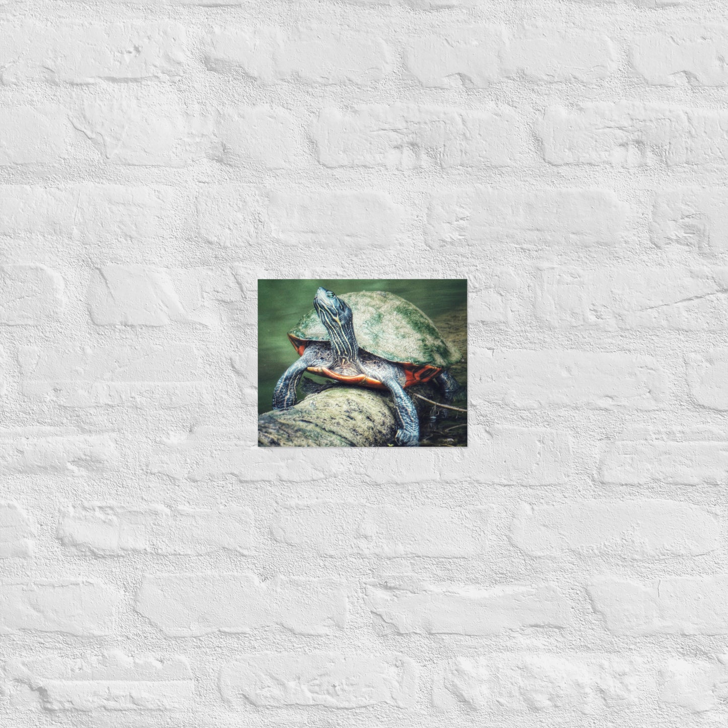 Turtle on a Log Print