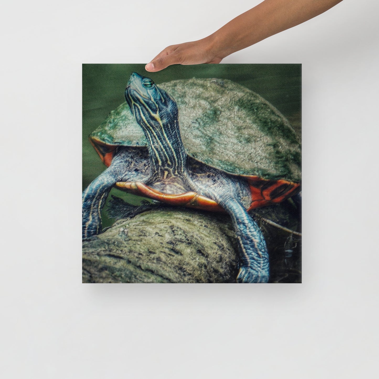 Turtle Canvas Print