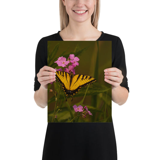 Monarch Photograph Butterfly Flower Photo Nymphalidae Image Wall Decor Print