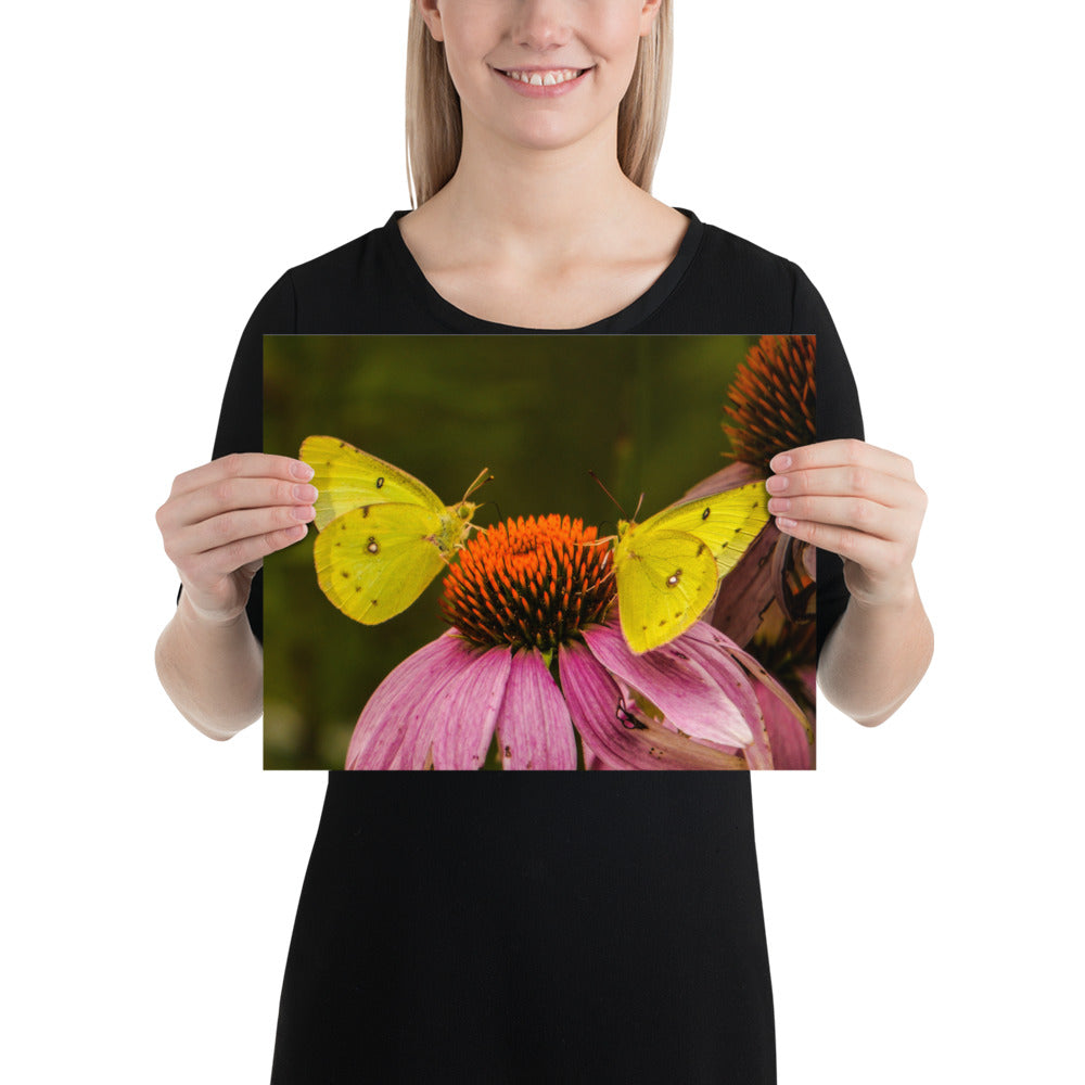 Orange Sulphur or Alfalfa Butterfly Photo Print Flower Wall Decor Image (Yellow)