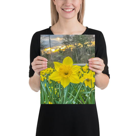 Daffodil Flower Photo Print Spring Image Wall Fine Art at Sunset